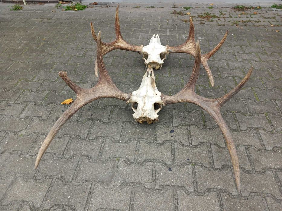 Poroże, Łoś, Rogi, Rosochy, Wieniec