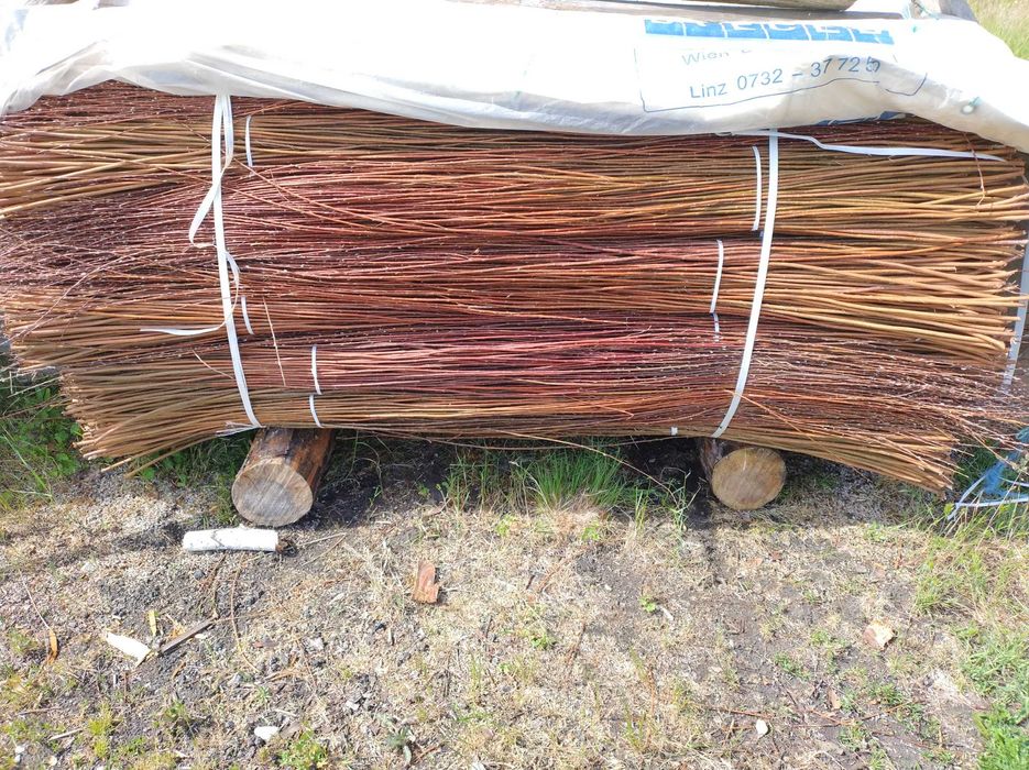 Wiklina zielona sortowana sucha 100-180, 200-240