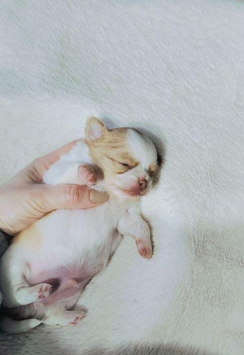 Piękny długowłosy piesek

 Szczeniak urodzony 3.10.2025
chowany  w dom