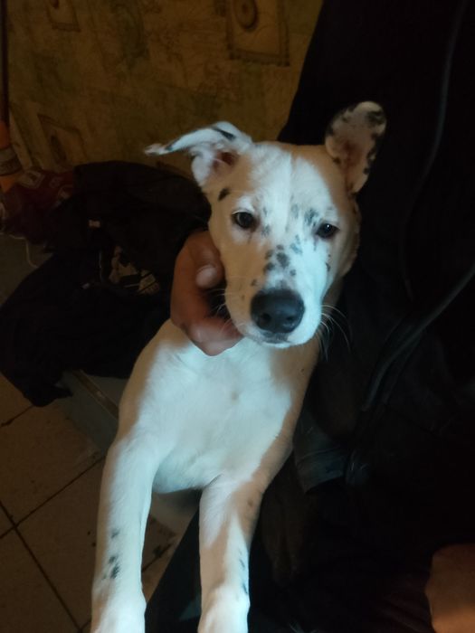 Щенки в хорошие руки