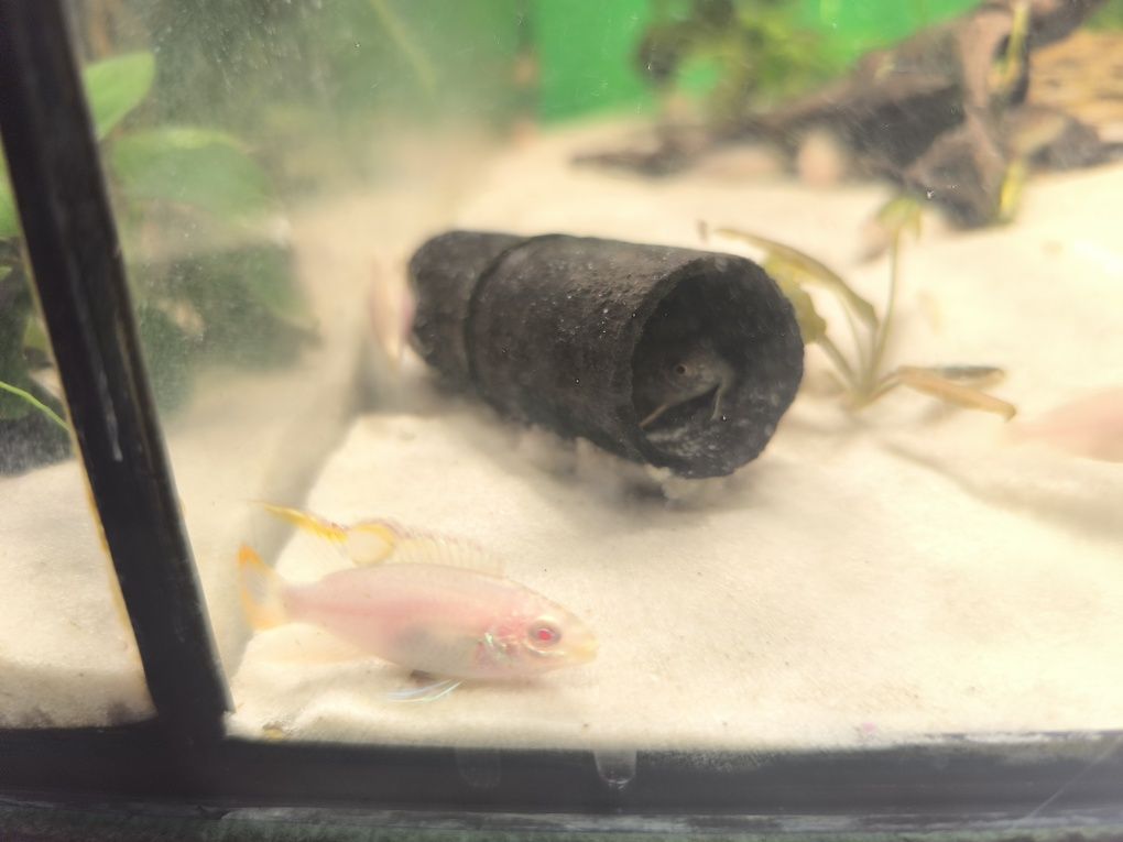 Barwniaki albino