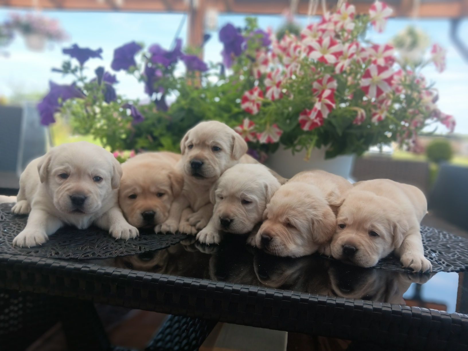 Labrador Retriever szczenie biszkopcik po ojcu z pochodzenia FCI