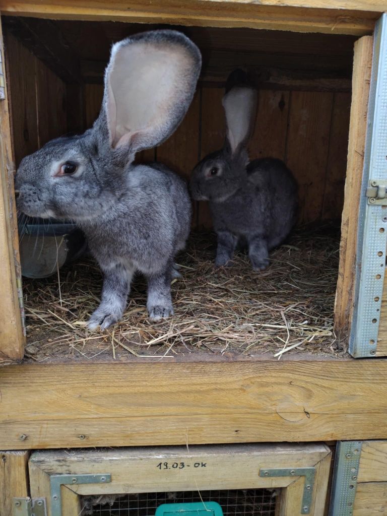 Kroliki belgi i kalifornijskie