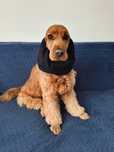 Nowy muślinowy snood dla psa z długimi uszami Cocker spaniel cavalier