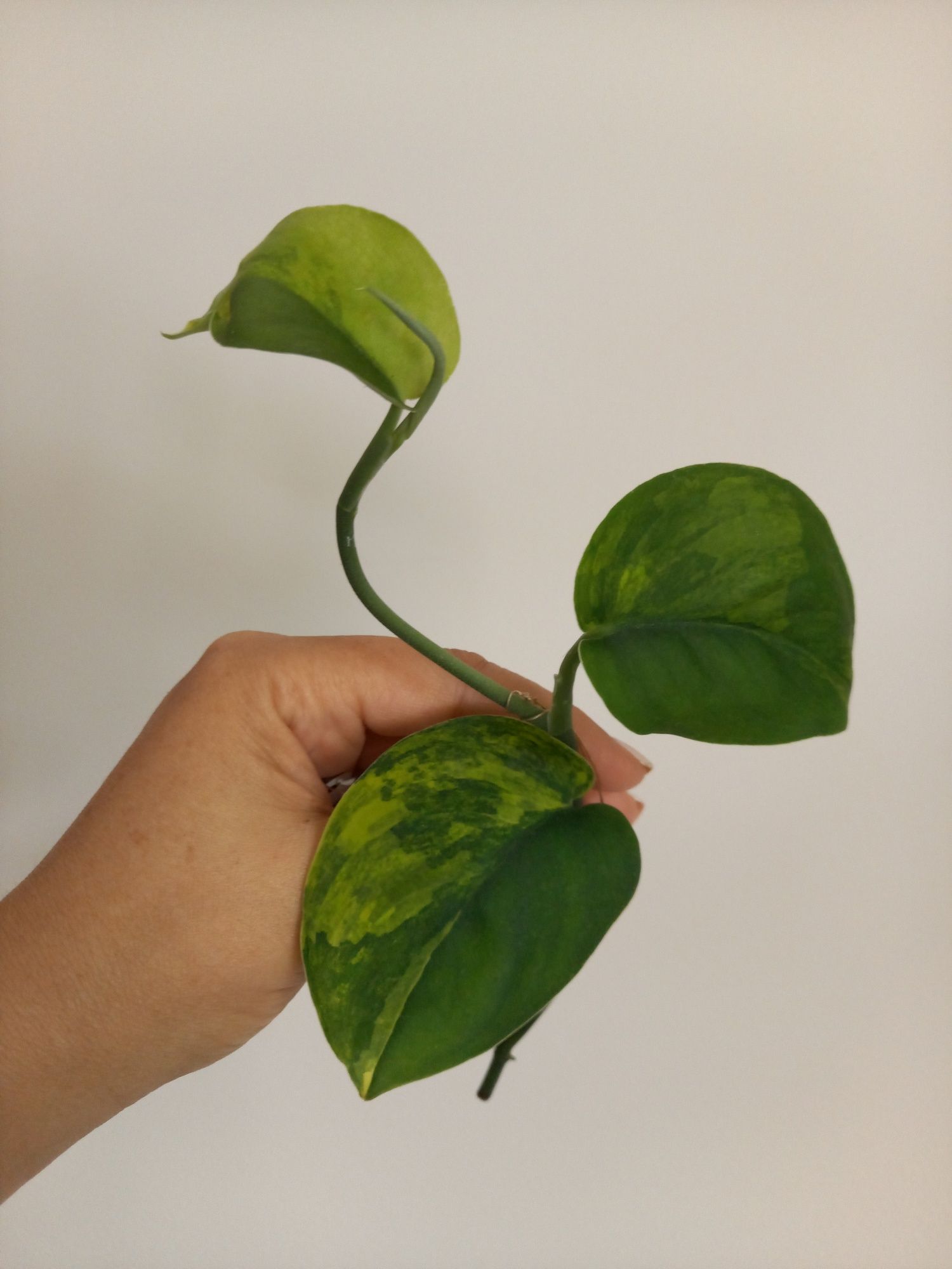 Scindapsus Jade Satin Variegata