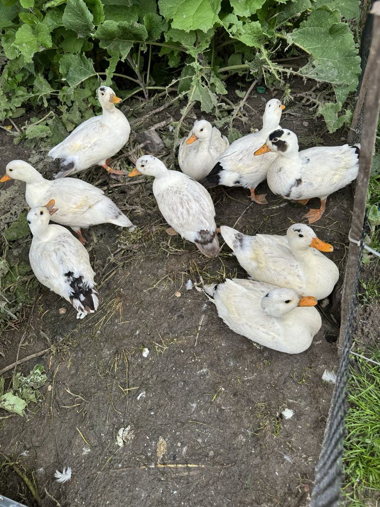 Call Duck Kaczor kaczki