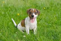 Jack Russel  Terrier suczka FRIDA.