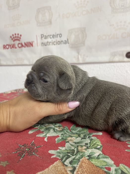 Bulldog  frances   Blue top