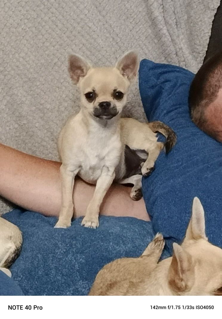 Chihuahua do odbioru od zaraz