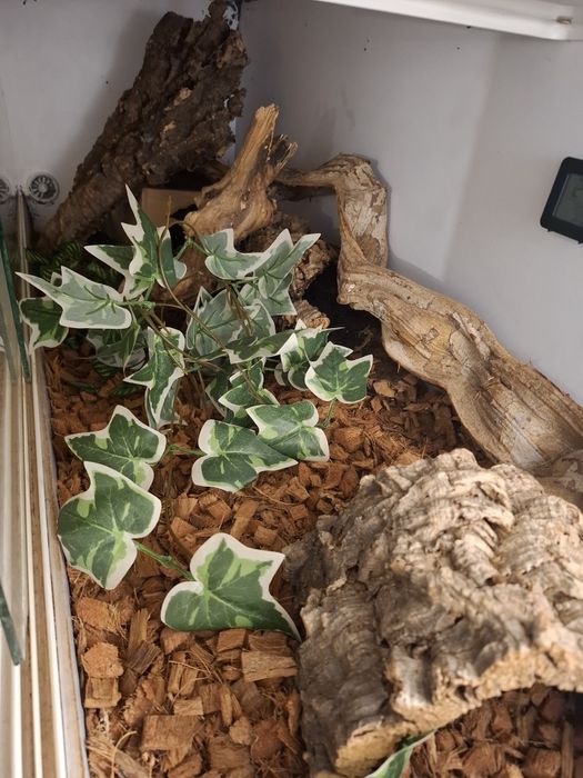 Terrarium 120x40x40 wyposażone dla weza i innych