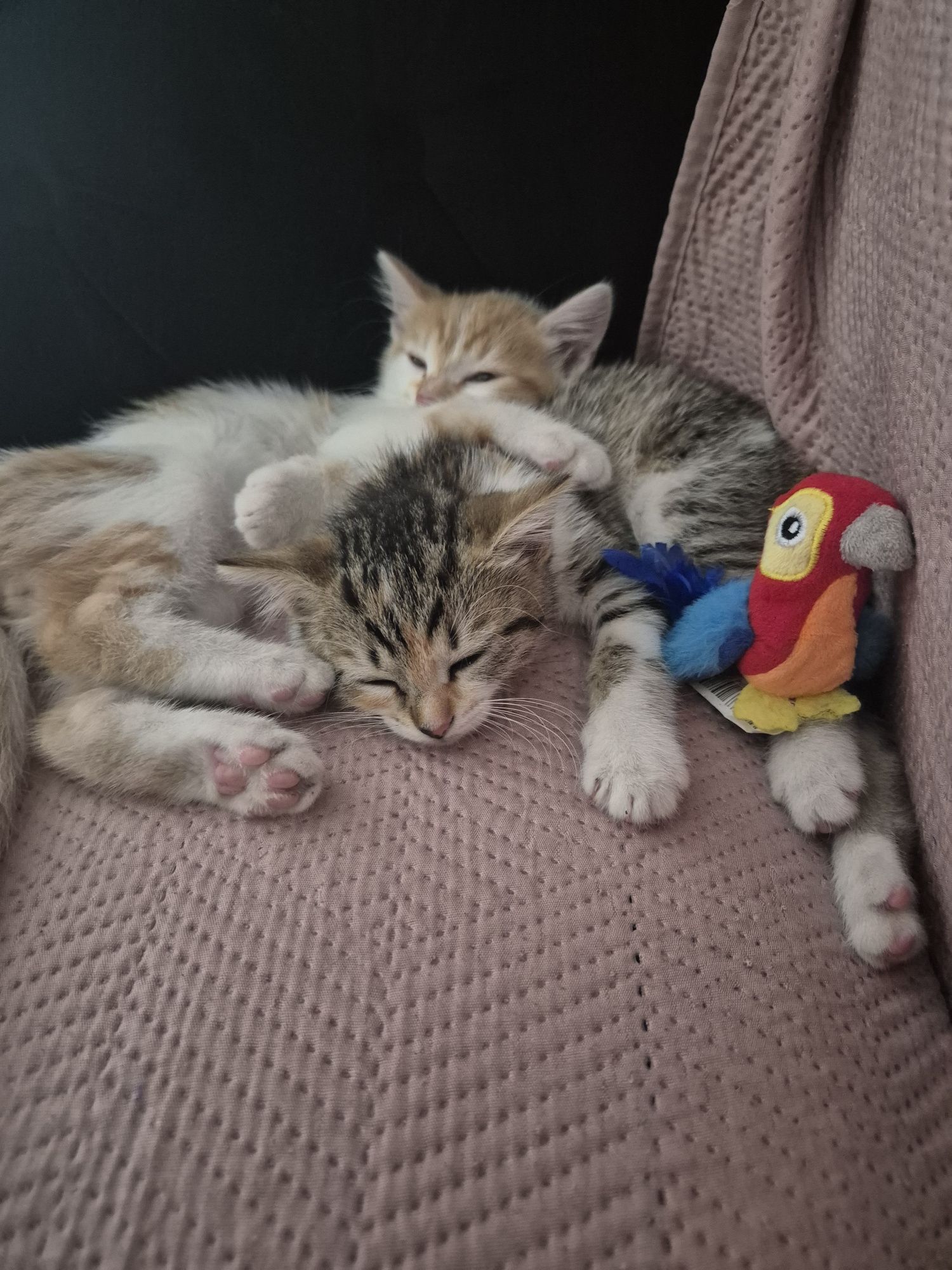 Oddam w dobre ręce kocięta. Kocurek zarezerwowany.