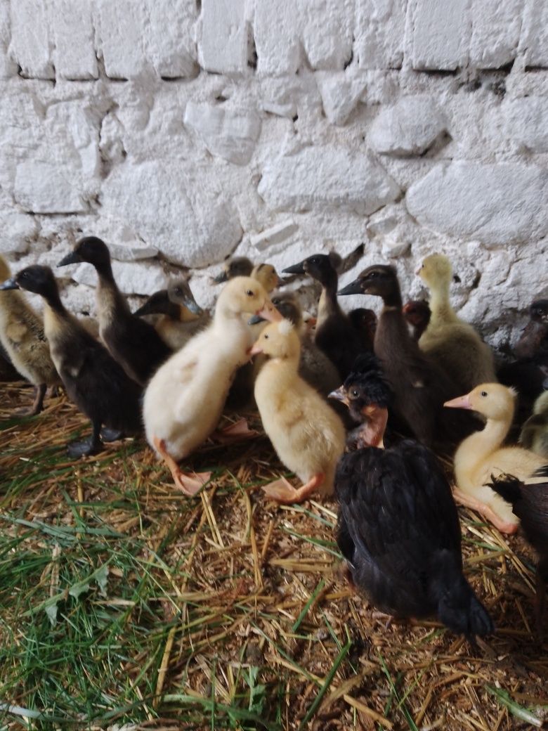 Kury kurczaki silki czubatki ayam kaczki biegusy rajskie serama