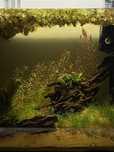 Rotala Rotundifolia Blood Red e Green