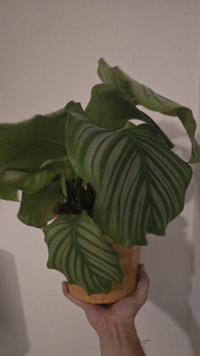 Calathea orbifolia kalatea okrągłolistna