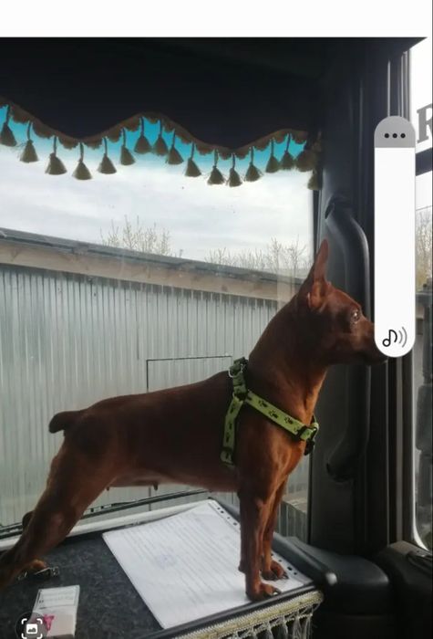 Пропала собака. Порода Пінчер,рудого кольору.