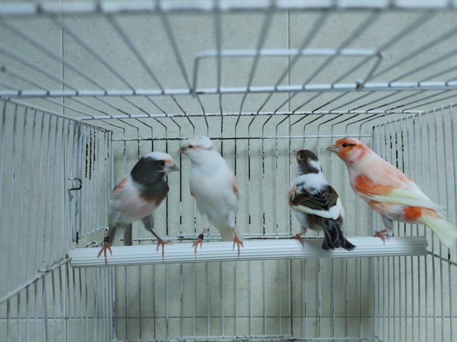 Canários Arlequim Português