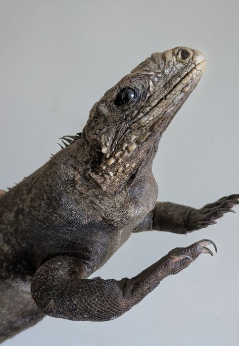 Чучело варана 50х30см