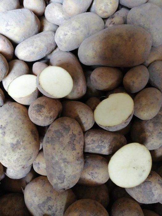 Mlode ziemniaki i kapusta kiszona i ogorki