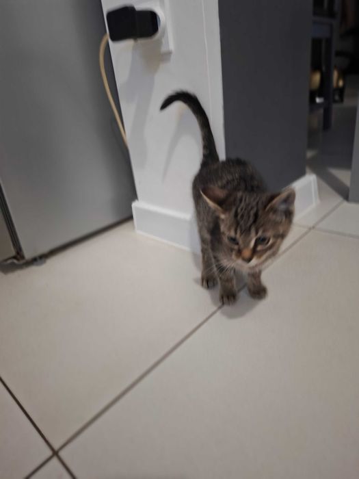 Oddam kocurka 2 miesięcznego w dobre rece