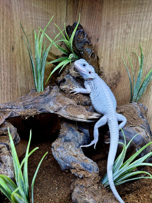 Agama brodata Młode Gadzilandia Agamy Brodate Pogona vitticeps