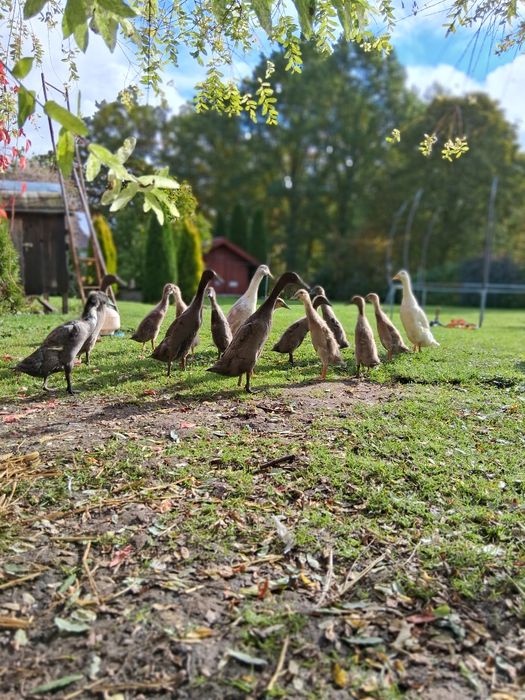 Młode kaczki biegusy