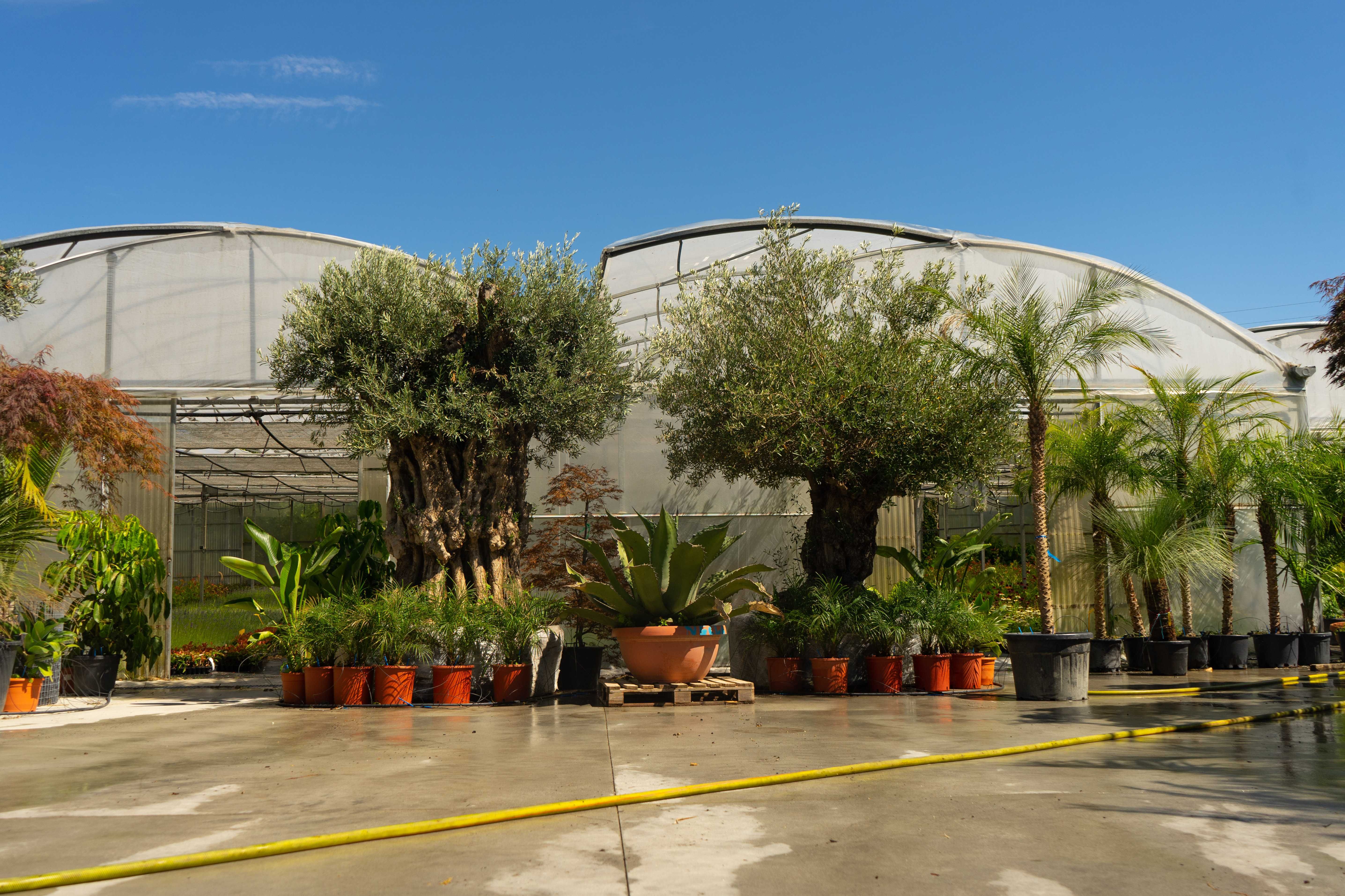 HORTO DA SANTAS - PLANTAS ONLINE - ENTREGAS EM TODO O PAIS