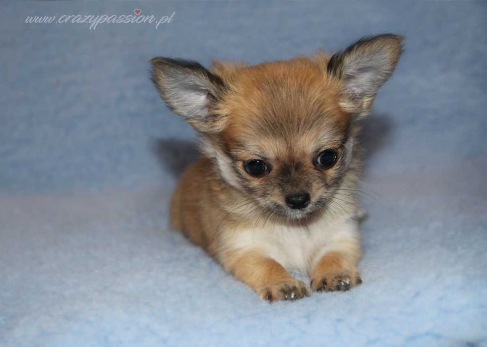 MOSCHINO Crazy Passion FCI - maleńki długowłosy chihuahua