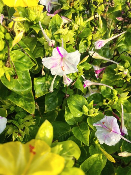 Семена ночной красавицы