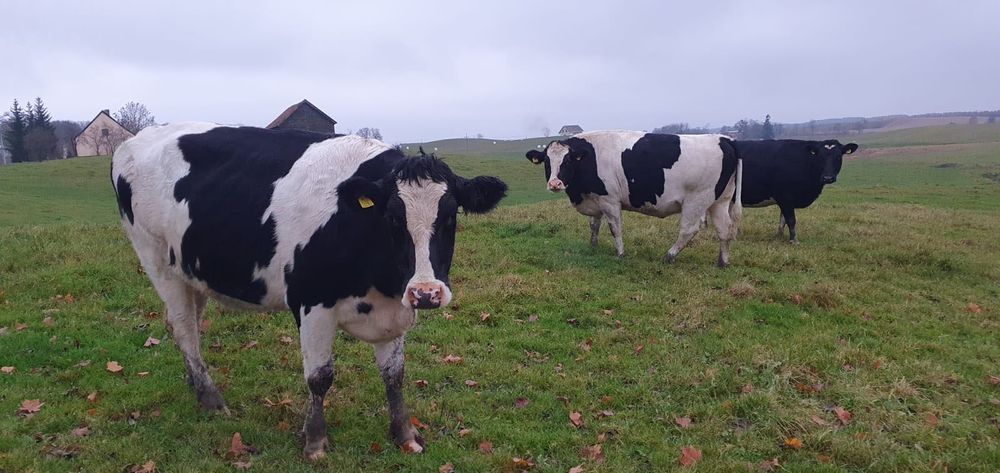 Jałówki wysokocielne 17 sztuk