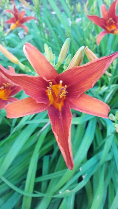 Продам садовые многолетние Лилейники, и другие растения