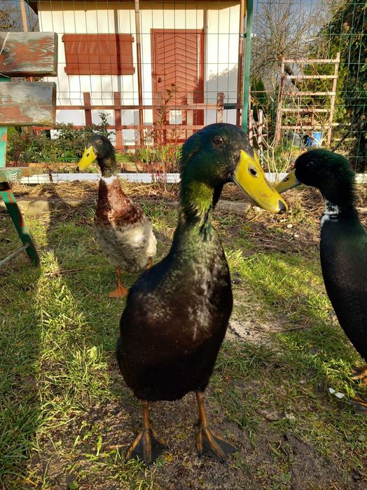 Kaczkorki Biegus Indyjski