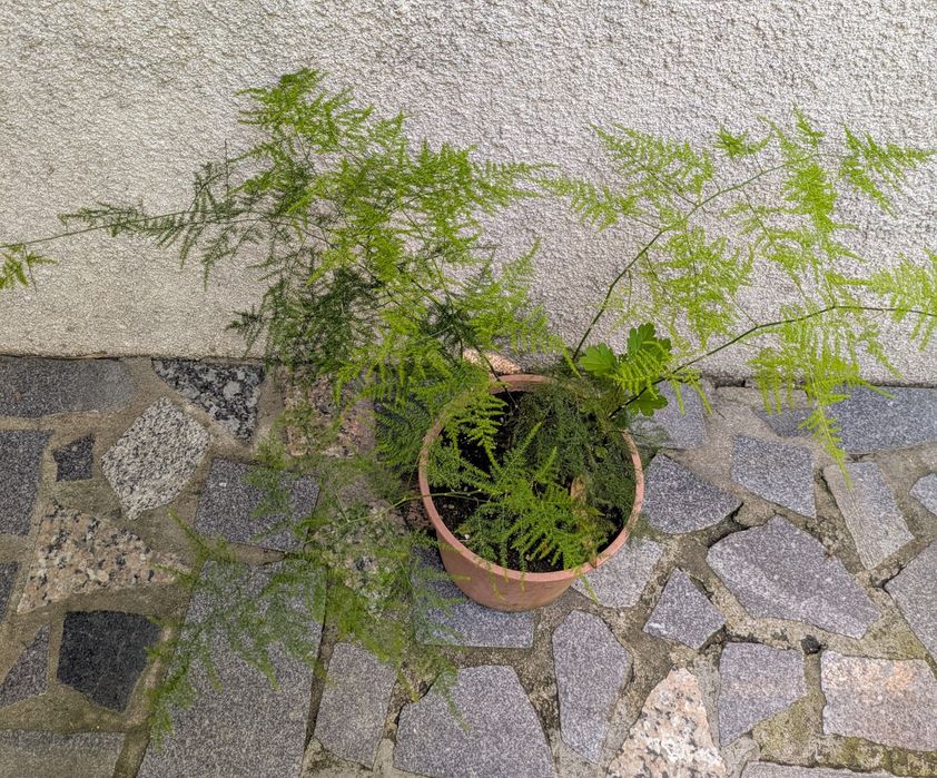 Plantas , catos, suculentas, protea, leucadendro