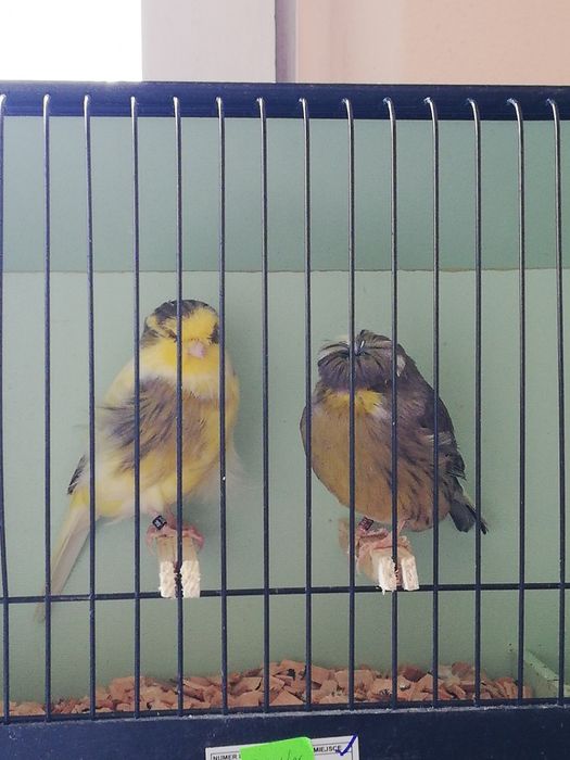 Kanarki Gloster para