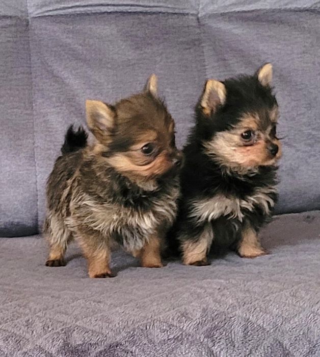 York i szpic miniaturowy