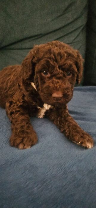 Piesek Hiszpański pies dowodny nie lagotto