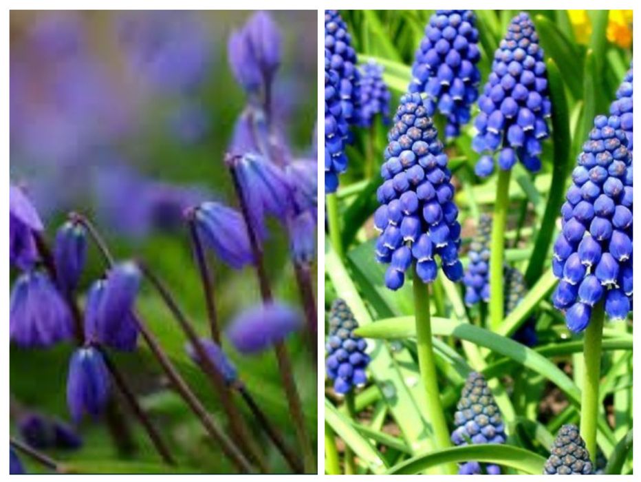 Мускари ( Мышиный гиацинт)  Пролесок луковицы