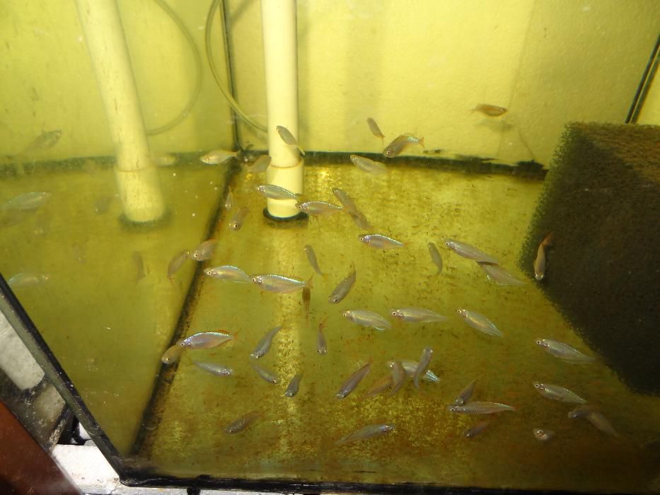 Brzanka, Gurami, Neon czerwony, Glonojad, Gupiki, Piskorek.