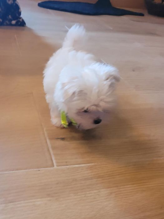 Cudowny maleńki piesek rasy maltanczyk