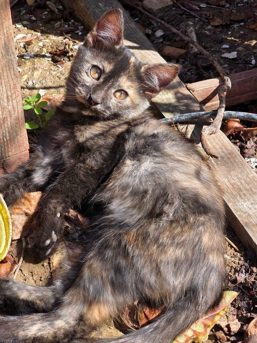 киця яка лове мишей