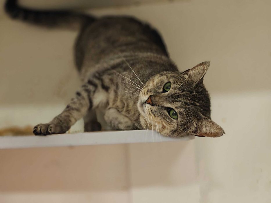 Лагідне чудо позитивна товариська кішка-няшка Аста 1,5р.