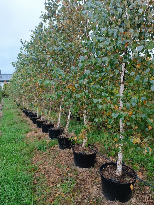 Usługi mini traktorkiem, zakładanie ogrodów, nasadzenia, glebogryzarka