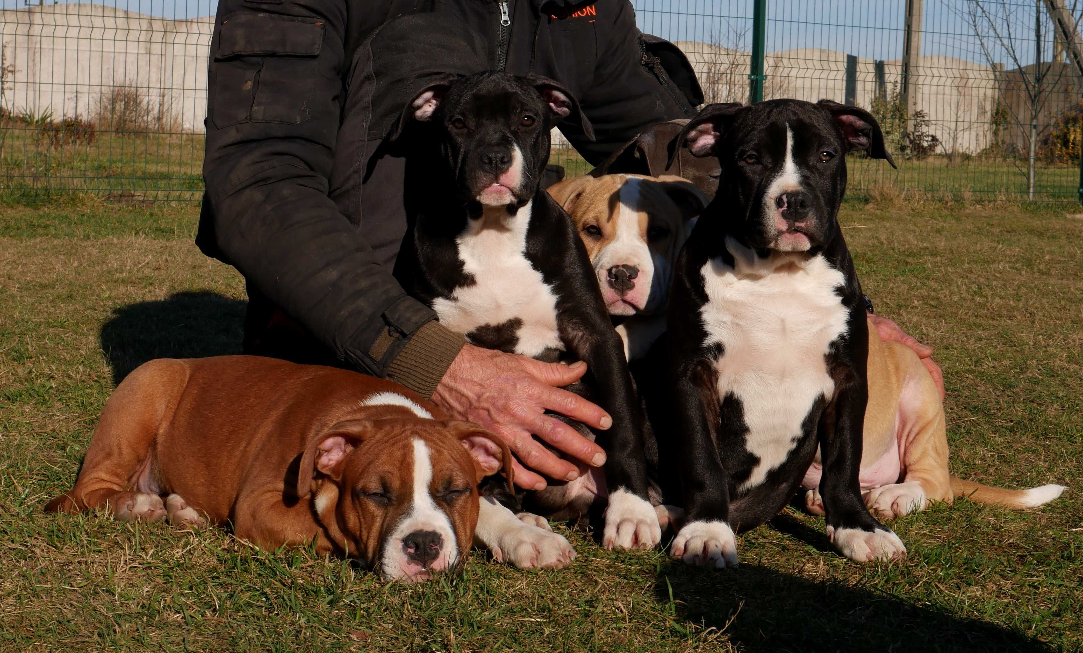 American Staffordshire Terrier ZKwP Amstaff FCI- piękna suczka AMY LEE