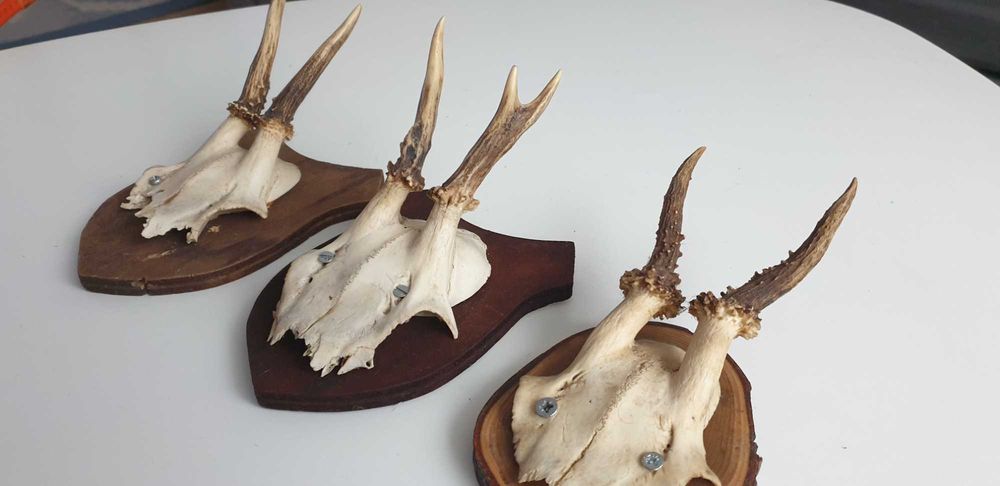 Starocie z Gdyni - Myślistwo - poroże koziołka zestaw 3szt.