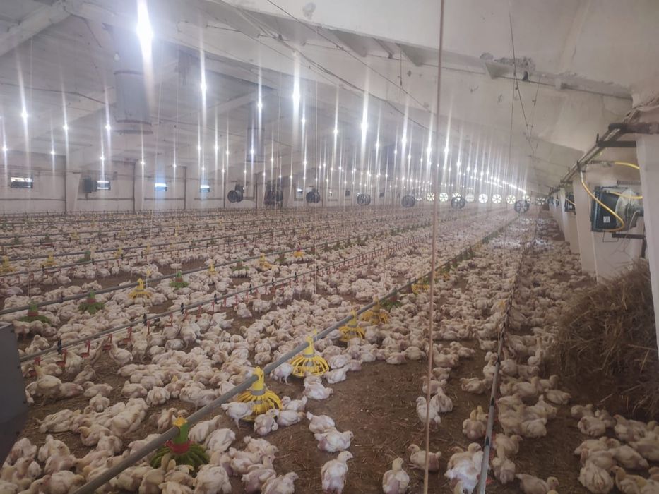 Діючий бізнес. Комплексна бройлерна птахоферма, забійний цех