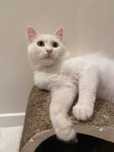 кіт ,лагідний котик,  кошеня 8 місяців