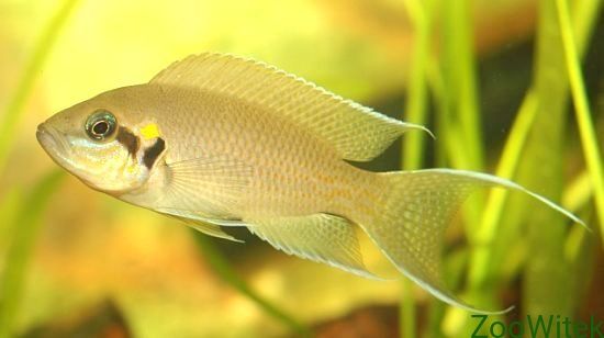 Księżniczka z Burundi dorosłe neolamprologus brichardi tanganika