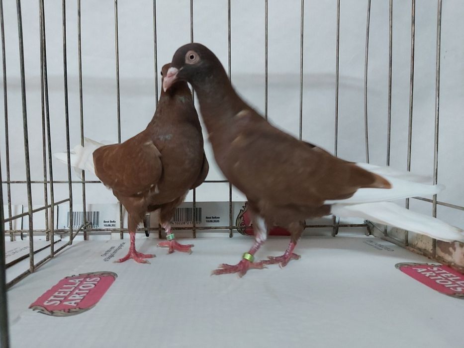 Gołębie Wyszfance Kończate