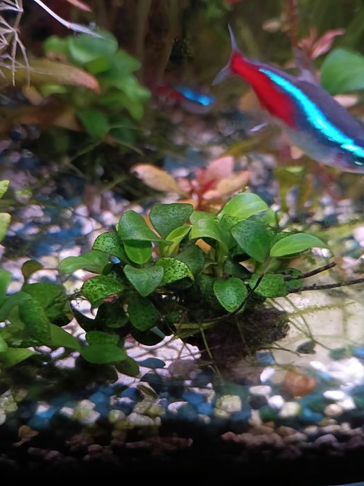 Anubias bonsai sadzonka