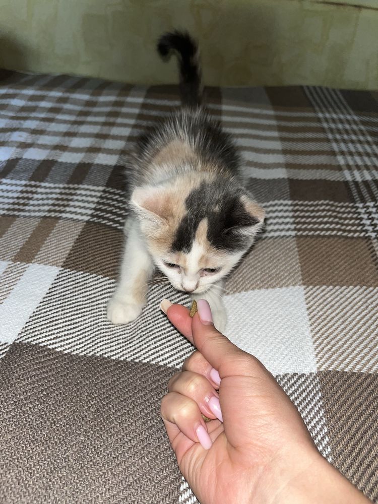 Віддам котиків у добрі руки