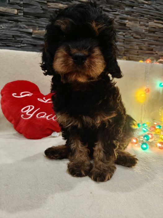 Cavapoo czarny podpalany - Gofer